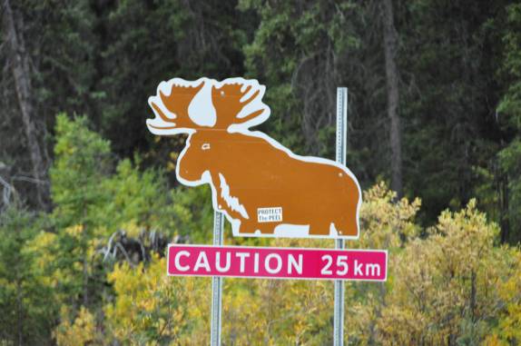 Deve´se ter cuidado com alces na Alaska Highway!